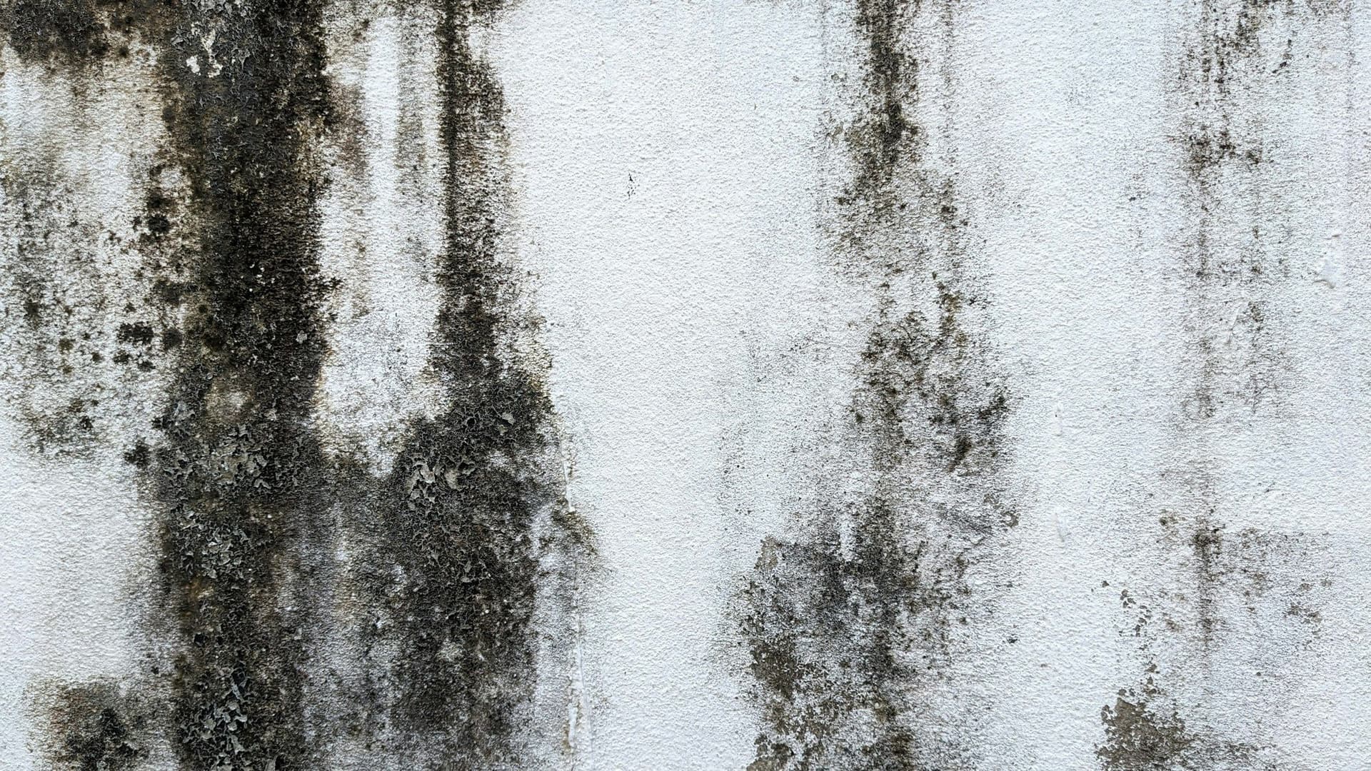 Black mold streaks running down a white painted wall